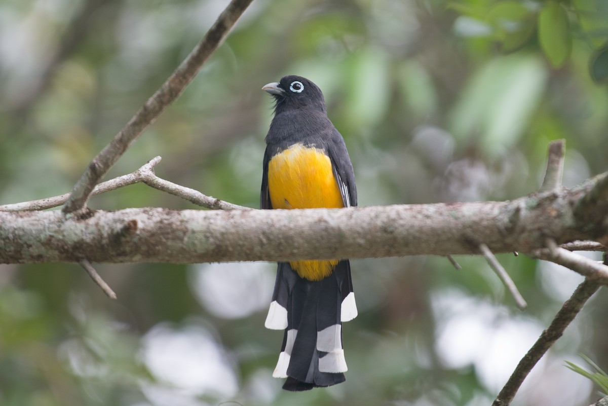 Black-headed Trogon - ML199146741