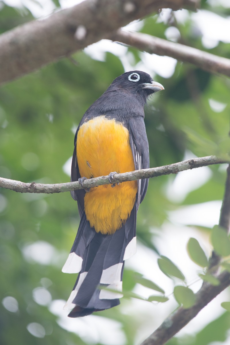 Black-headed Trogon - ML199146751