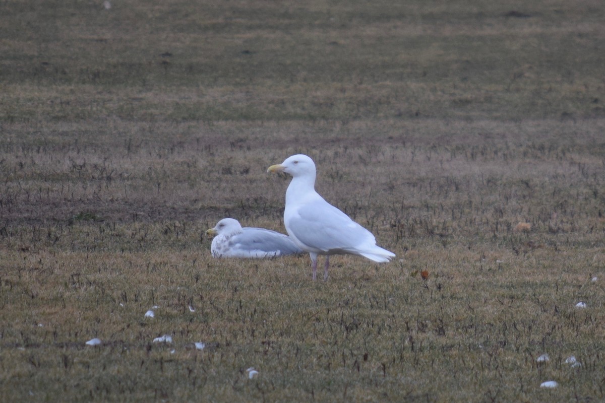 Glaucous Gull - ML199150021