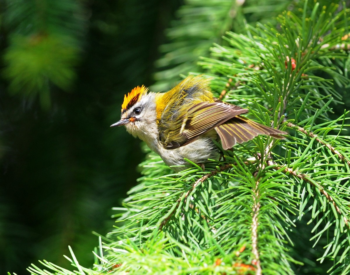 Common Firecrest - ML199150331