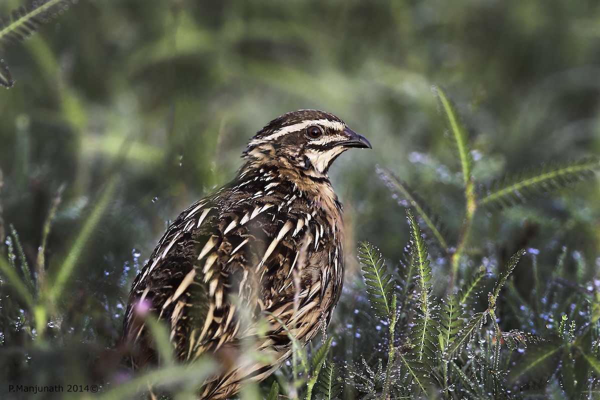 Rain Quail - ML199151111