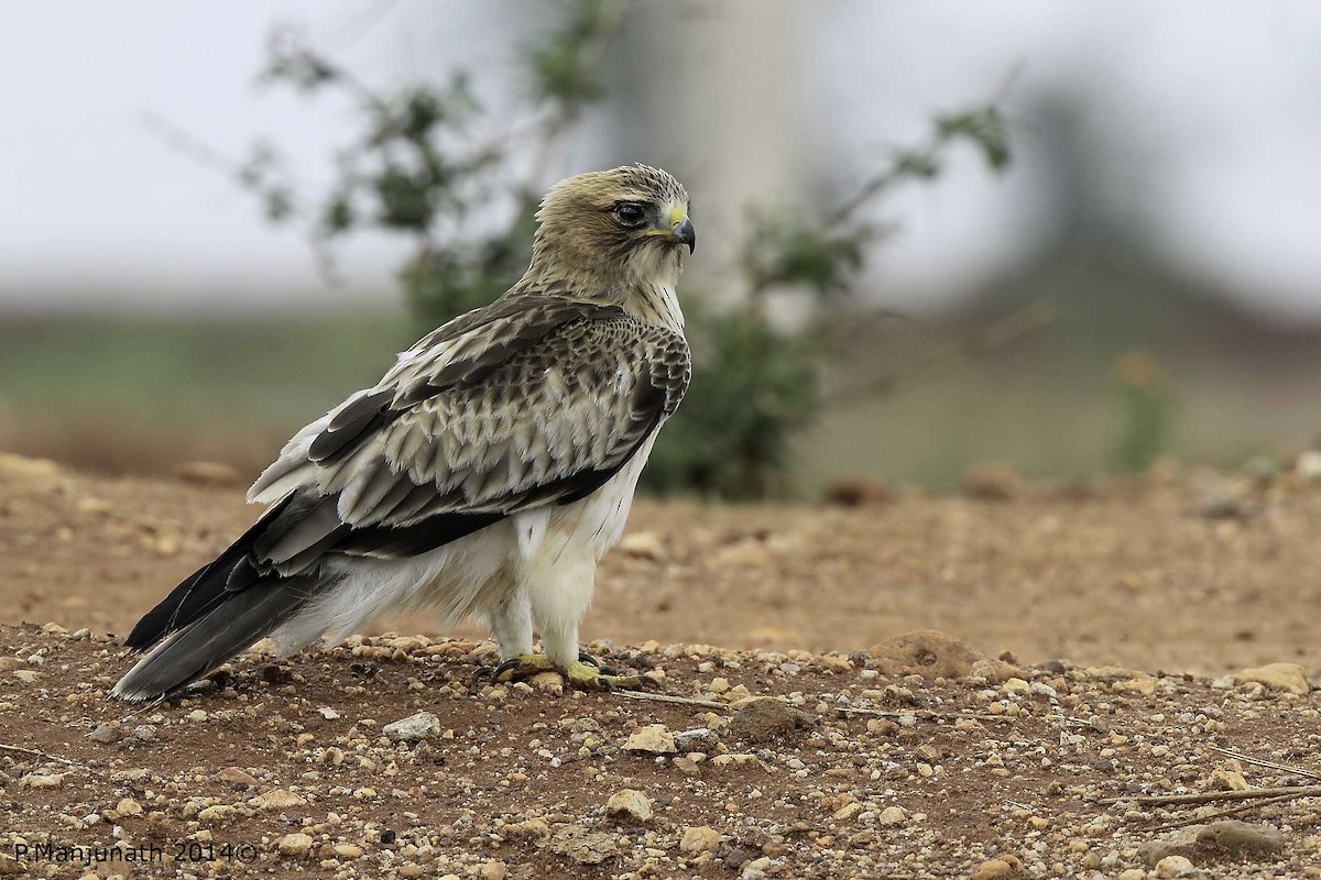 Booted Eagle - ML199151221