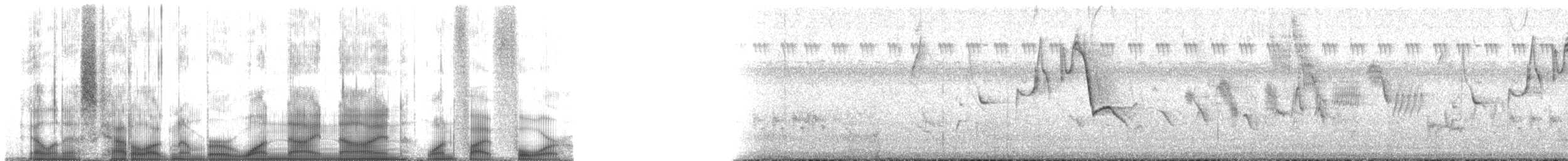 pampasspurv (platensis) - ML199154