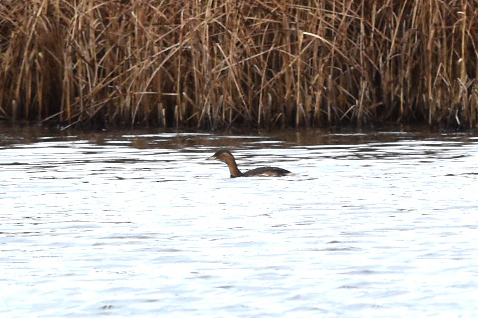 Little Grebe - Blair Whyte