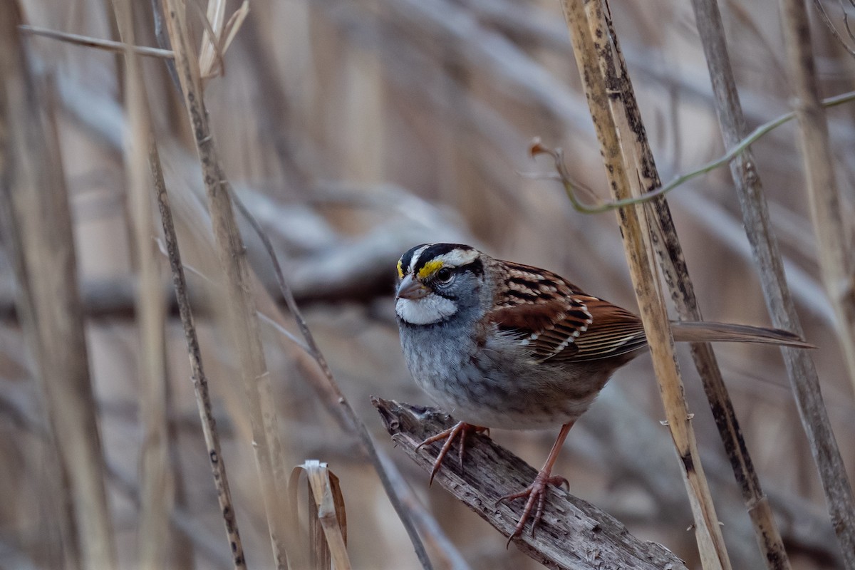 White-throated Sparrow - Steven Pineda