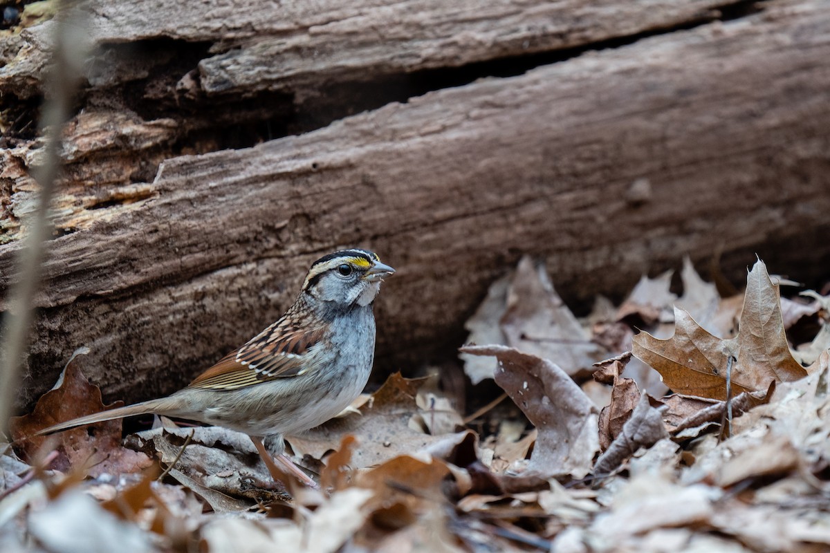 White-throated Sparrow - Steven Pineda