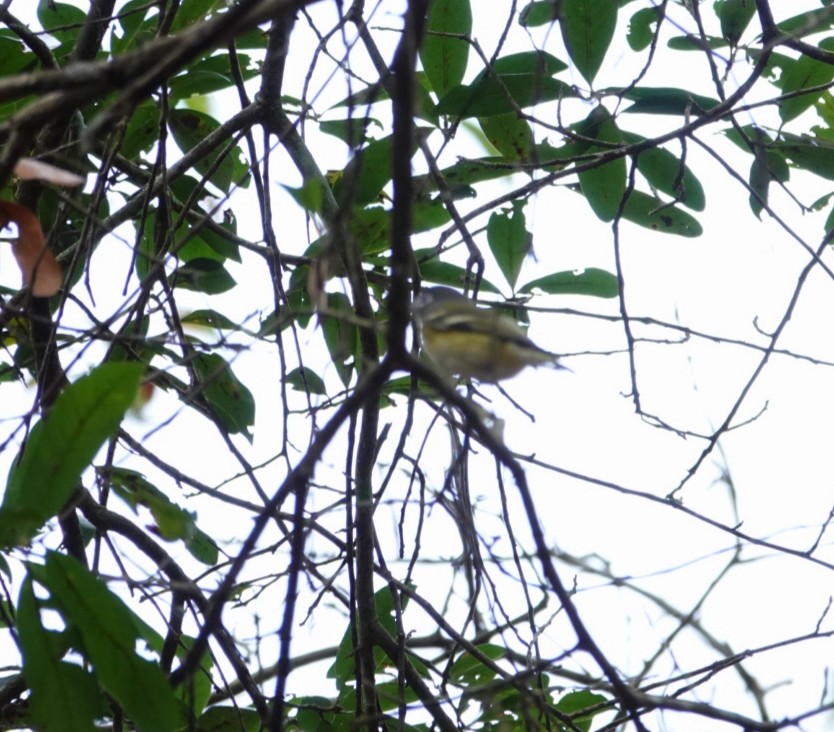 Graukopfvireo - ML199156391