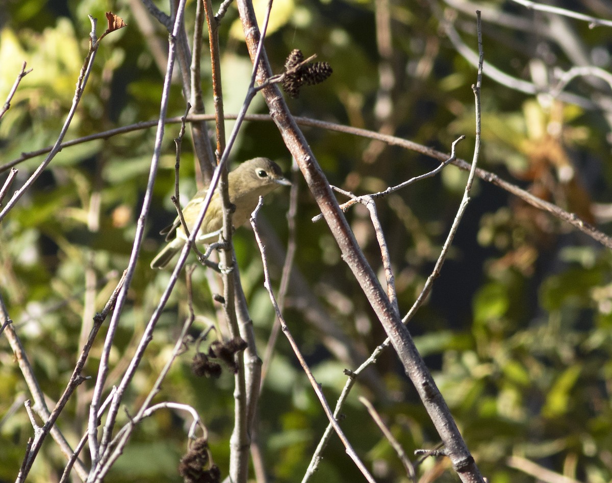 Cassin's Vireo - Logan Lalonde