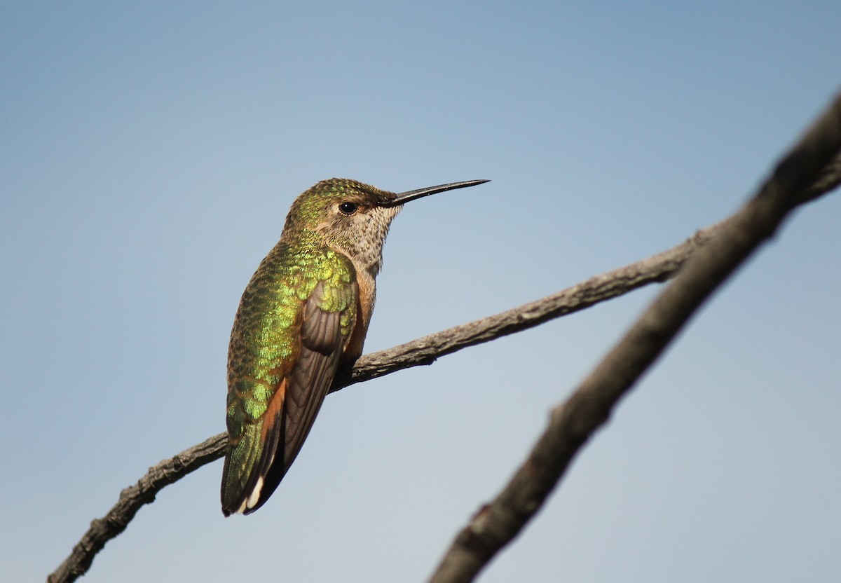 Broad-tailed Hummingbird - Reed Gorner