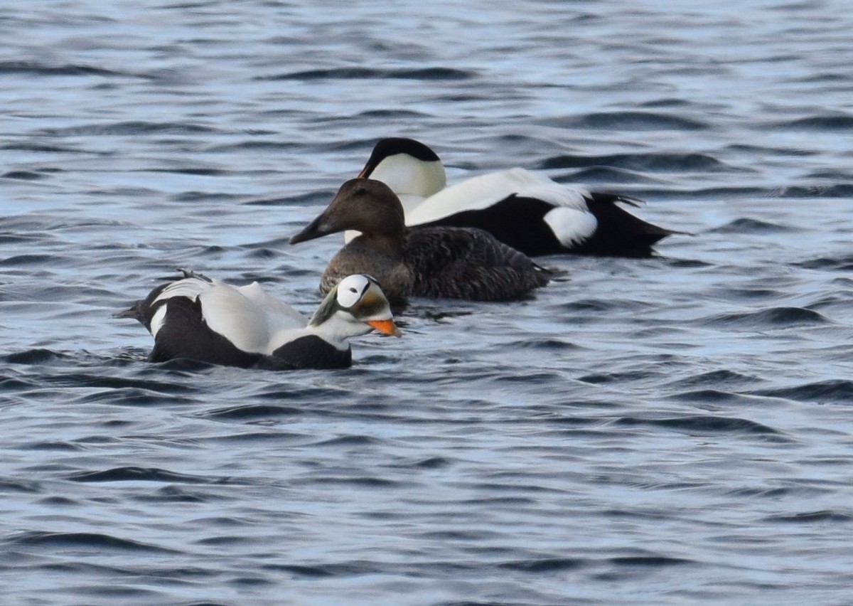 Spectacled Eider - Lorenzo Vinciguerra