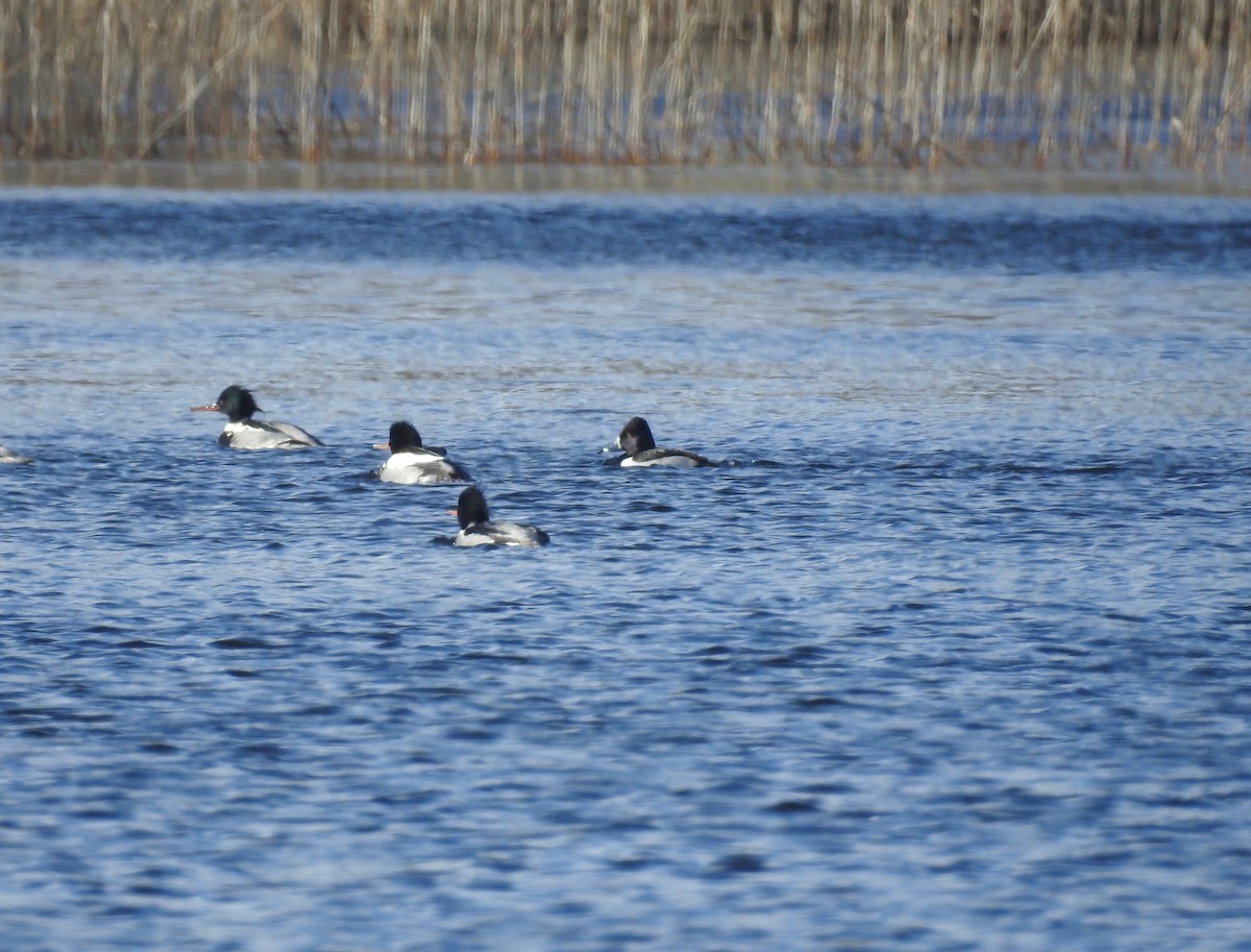 Ring-necked Duck - John McKay