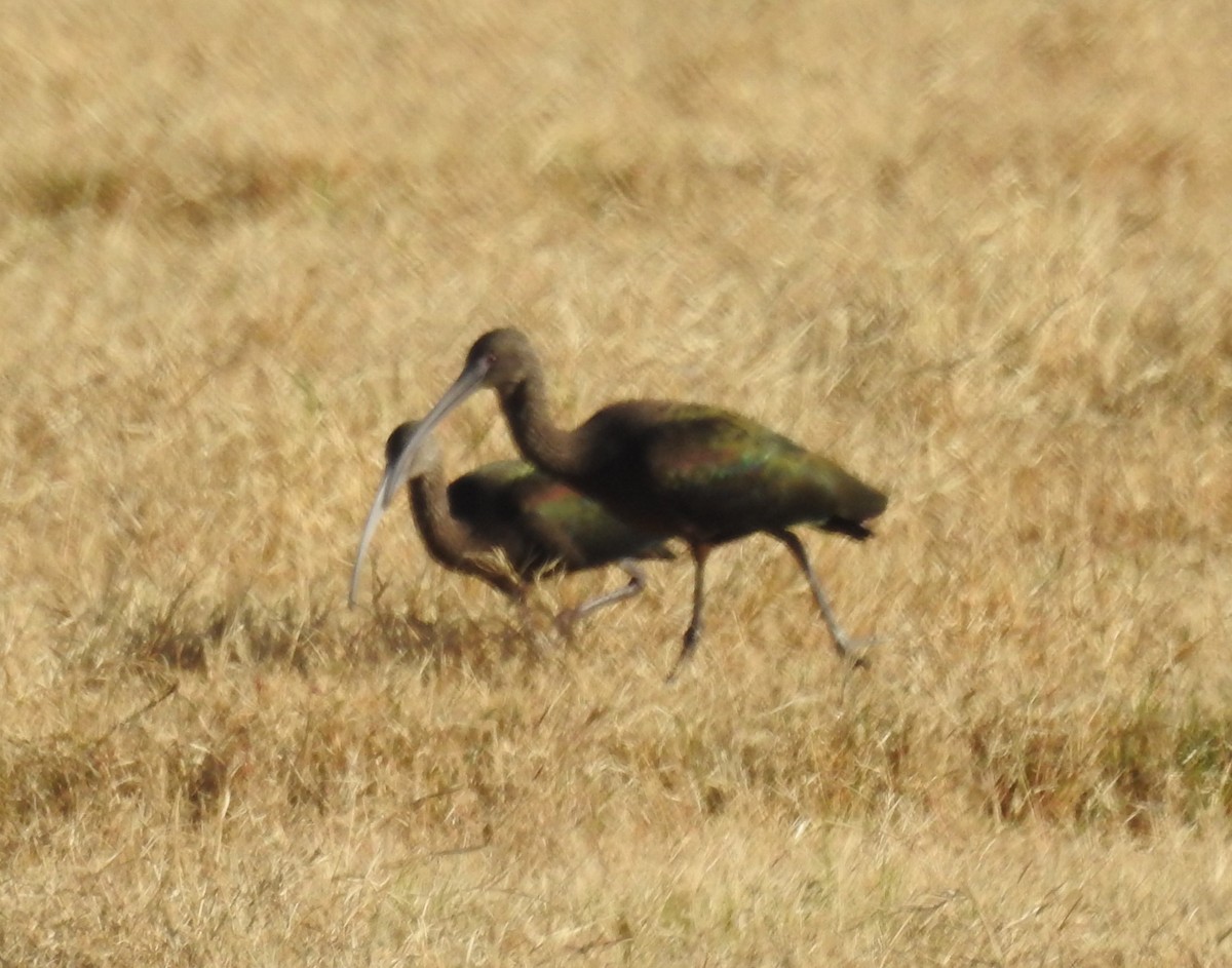 ibis americký - ML199160451