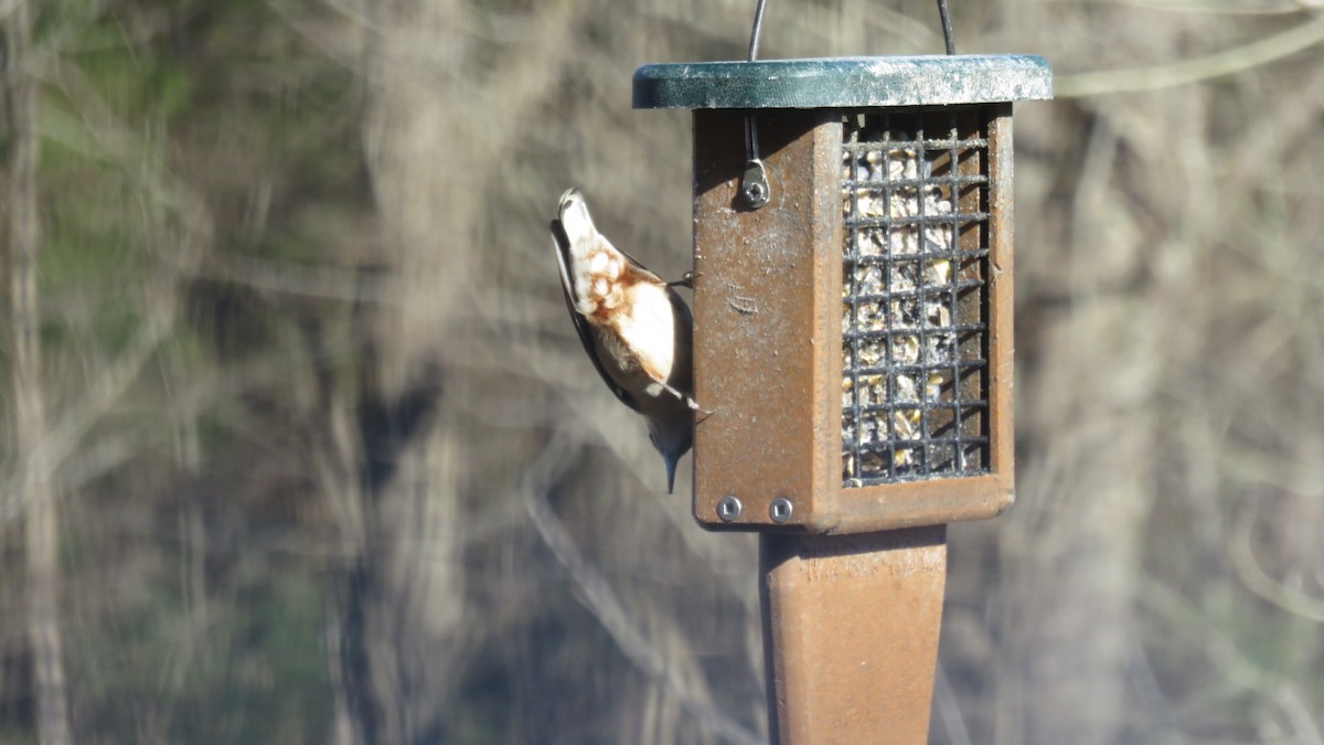 White-breasted Nuthatch - ML199160701