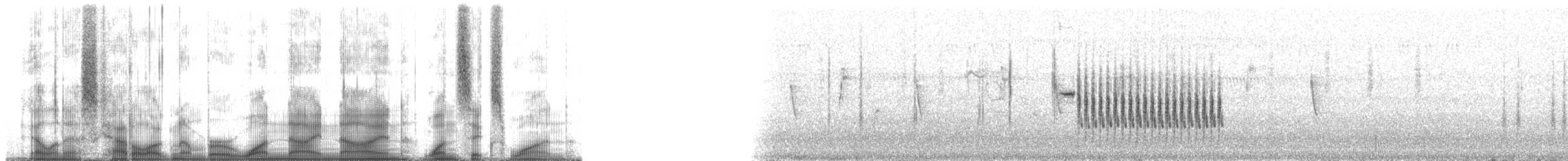 Troglodyte de Latham (platensis/polyglottus) - ML199161