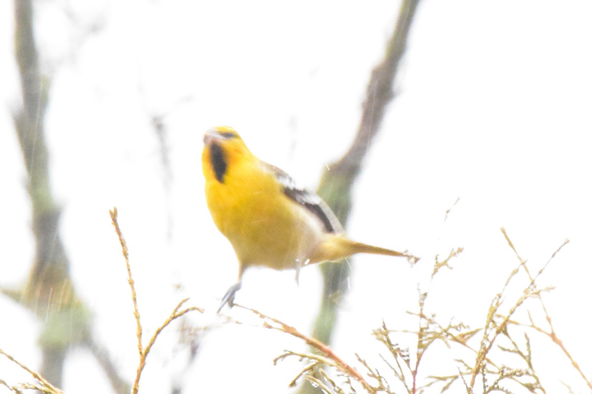 Bullock's Oriole - ML199161621