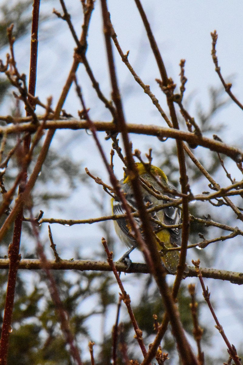 Bullock's Oriole - ML199161721