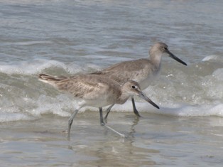 Willet - ML199161951