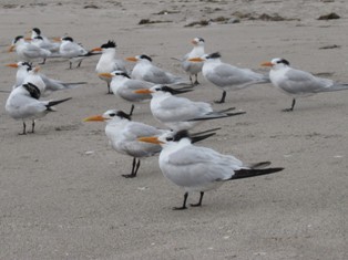 Royal Tern - ML199162001