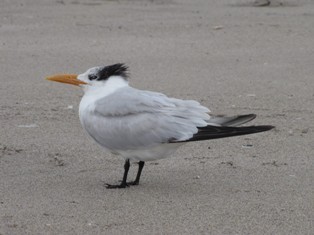 Royal Tern - Dave Beeke