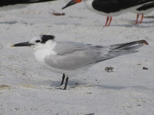 Sandwich Tern - ML199162081