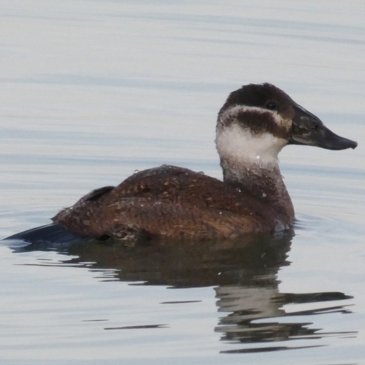 White-headed Duck - José Gómez Aparicio