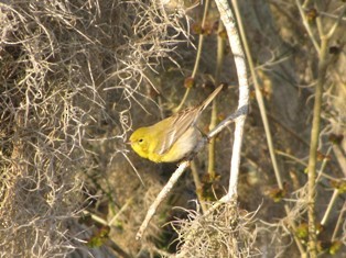 Pine Warbler - Dave Beeke