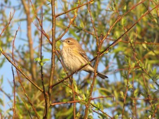 Yellow-rumped Warbler - Dave Beeke