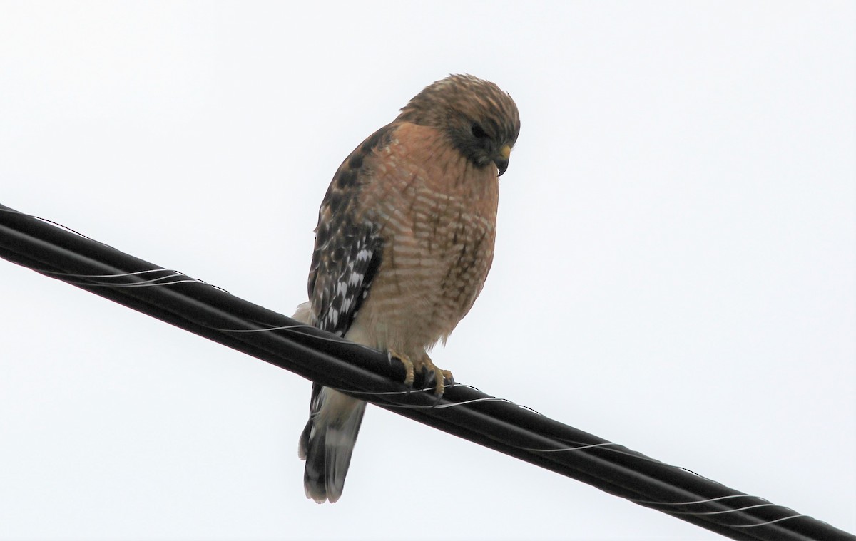 Red-shouldered Hawk - ML199162831