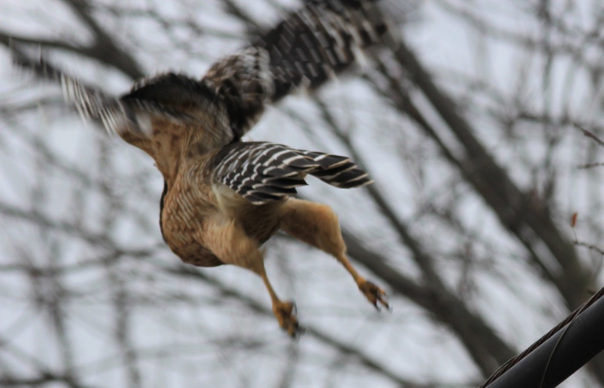 Red-shouldered Hawk - ML199163031