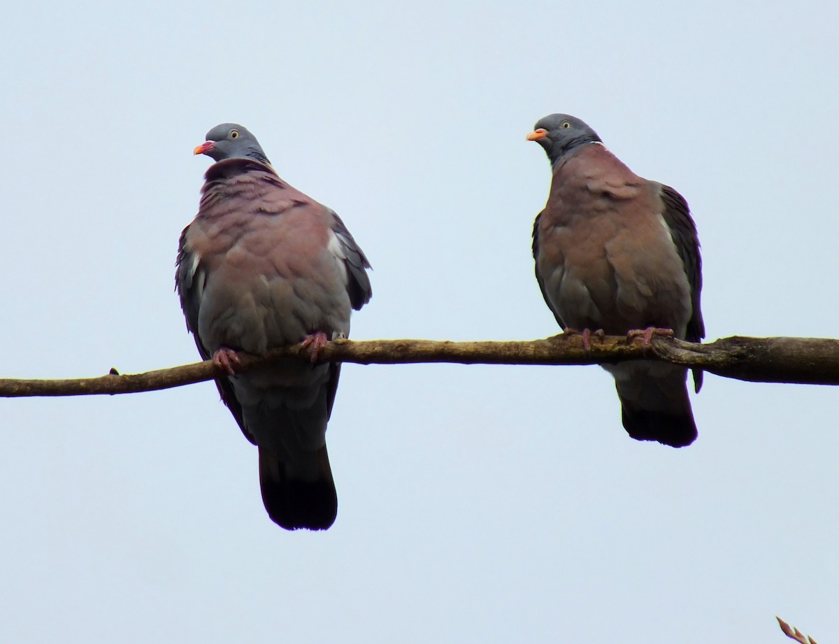 Common Wood-Pigeon - ML199164091