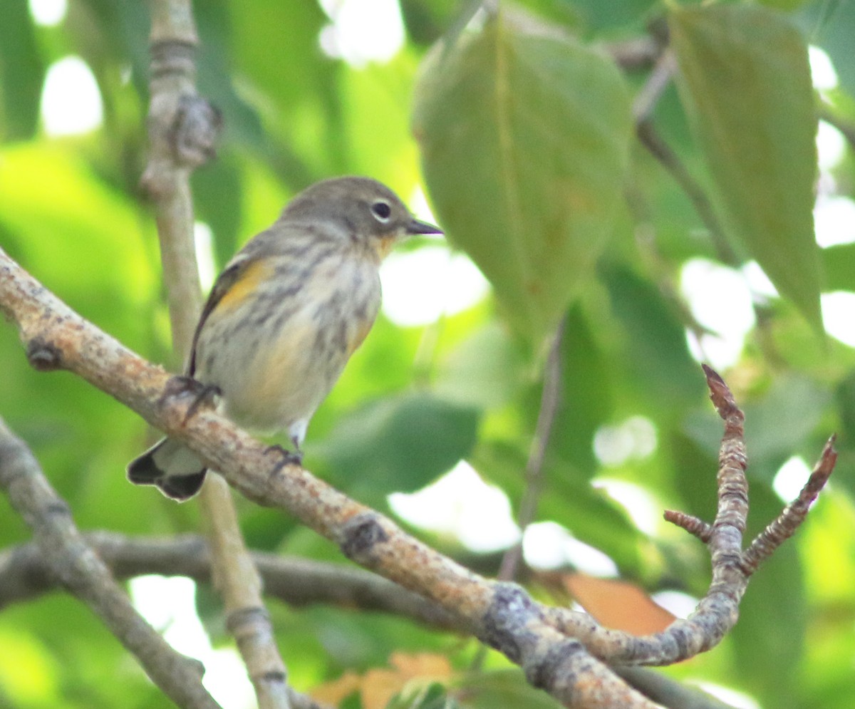Yellow-rumped Warbler (Myrtle x Audubon's) - ML199164331
