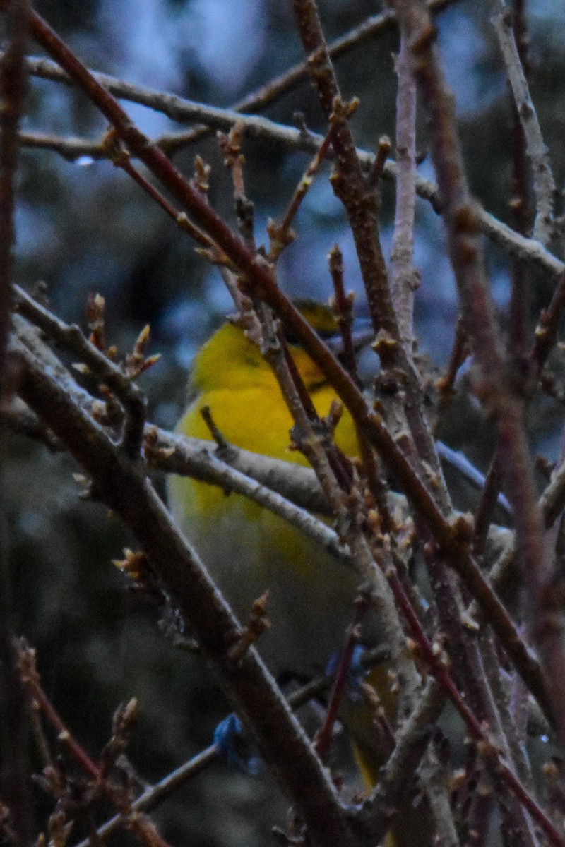 Bullock's Oriole - Carly Rodgers