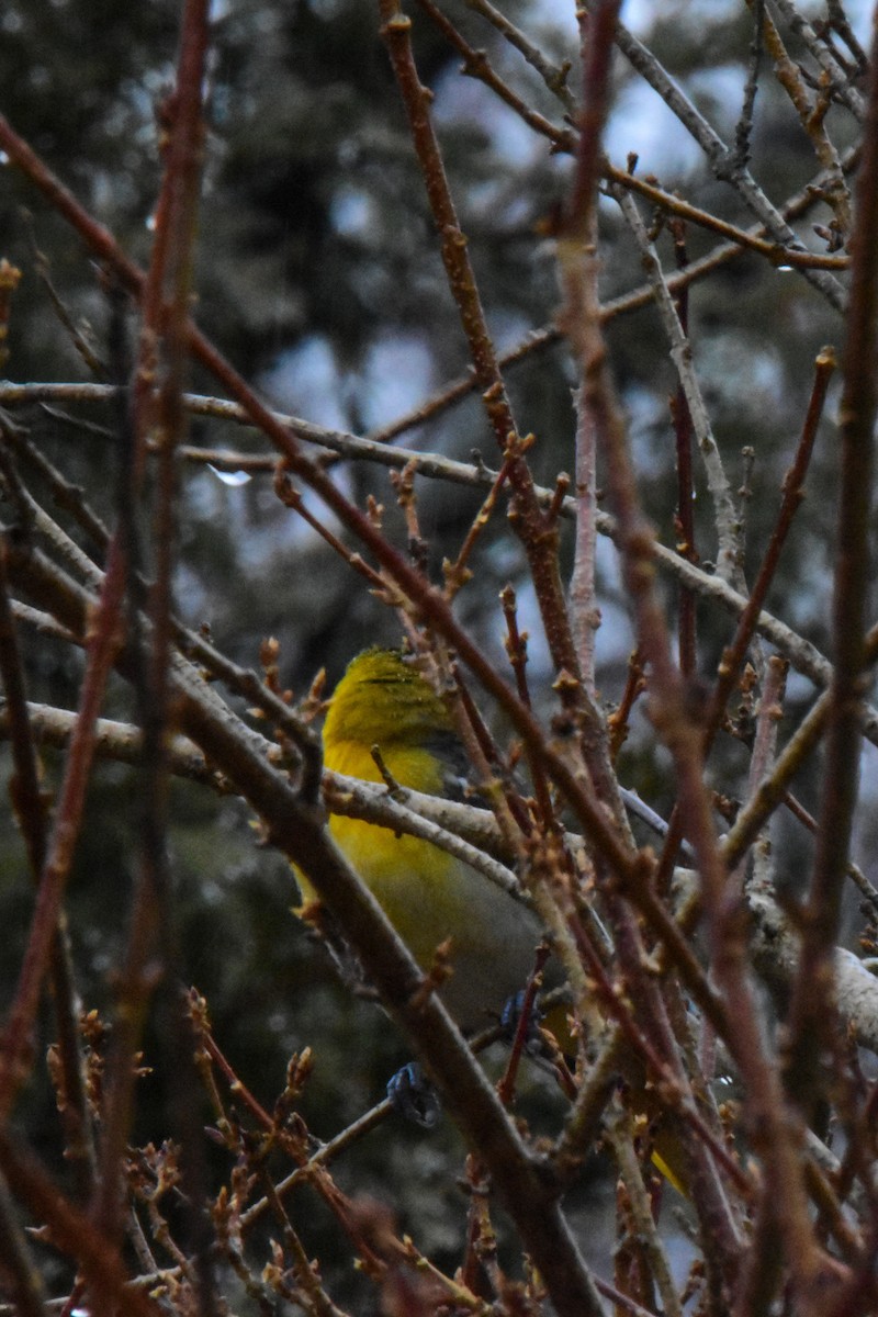 Bullock's Oriole - ML199164631