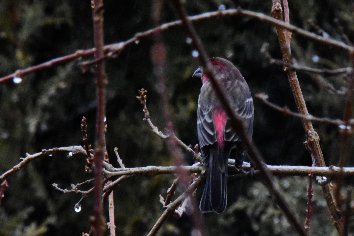 House Finch - ML199164821