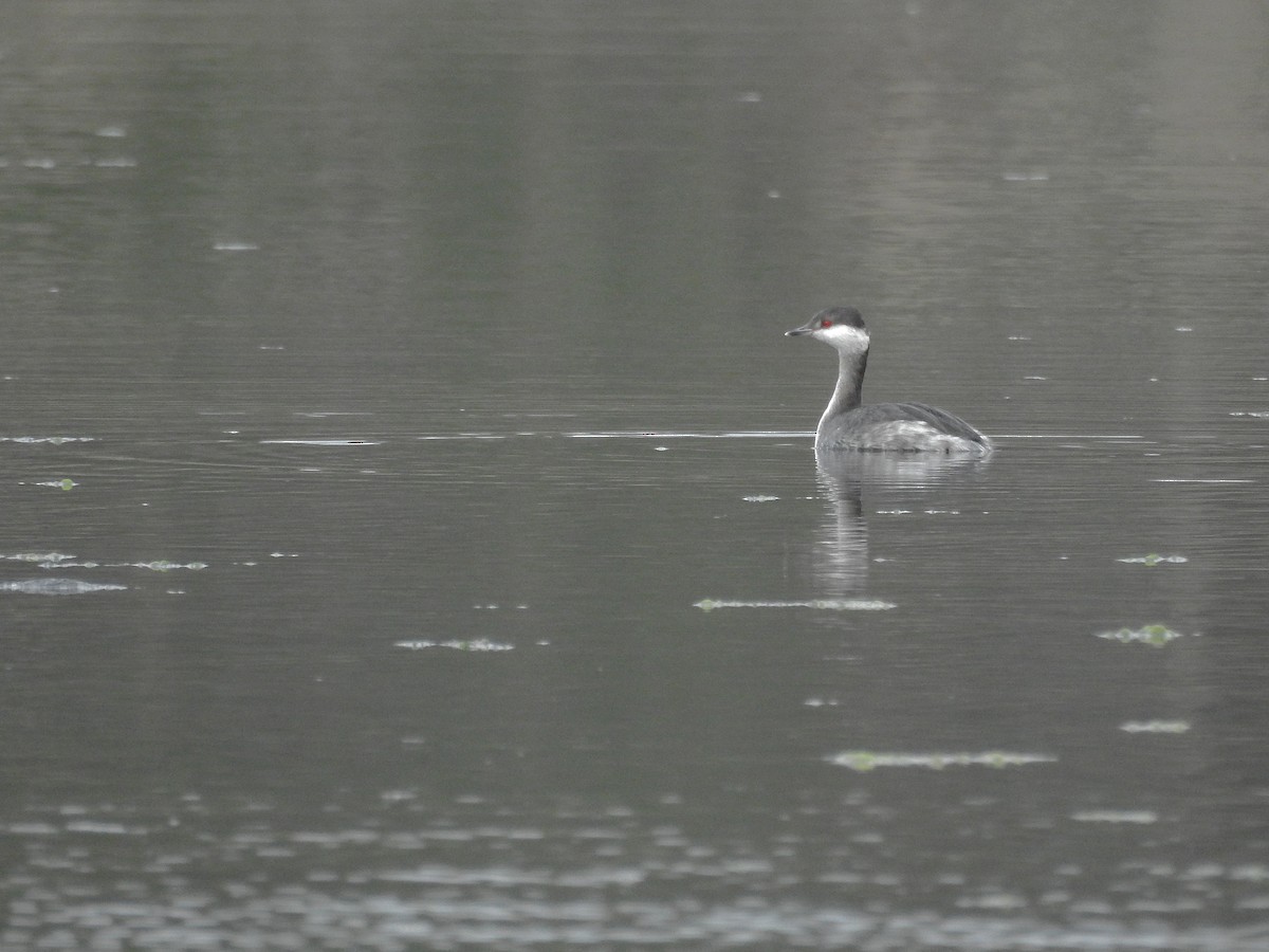 Horned Grebe - Daniel Raposo 🦅