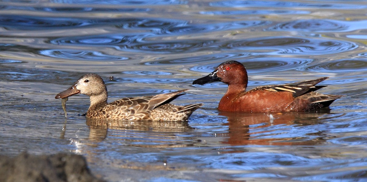 Cinnamon Teal - Laure Wilson Neish