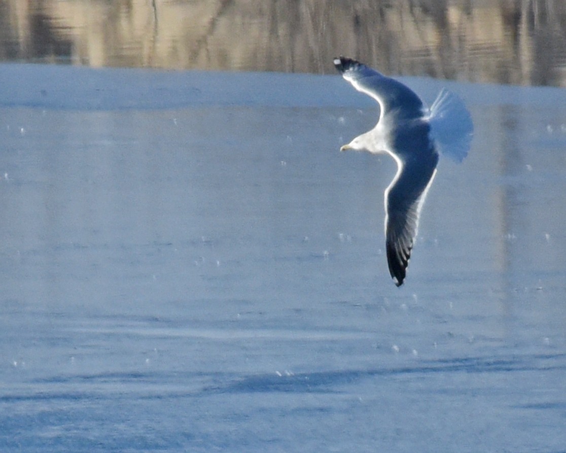 Herring Gull - ML199165801