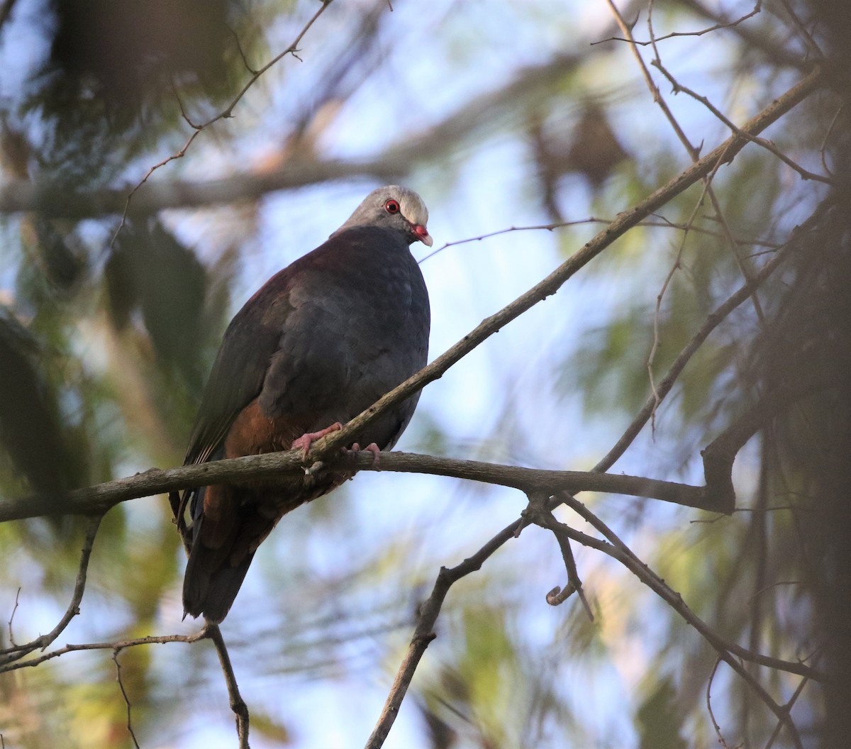 Gray-fronted Quail-Dove - ML199166351