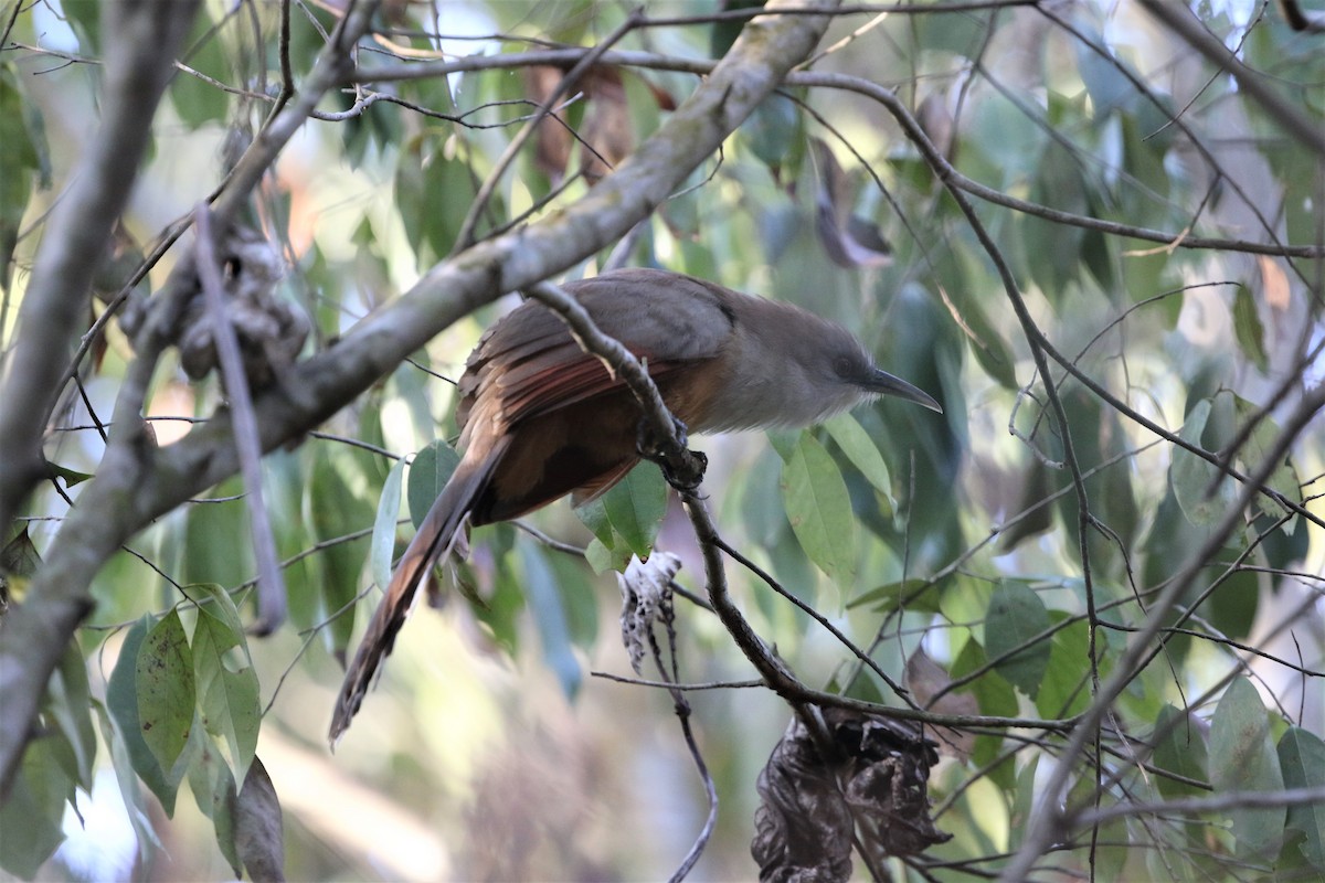 Great Lizard-Cuckoo - ML199167161