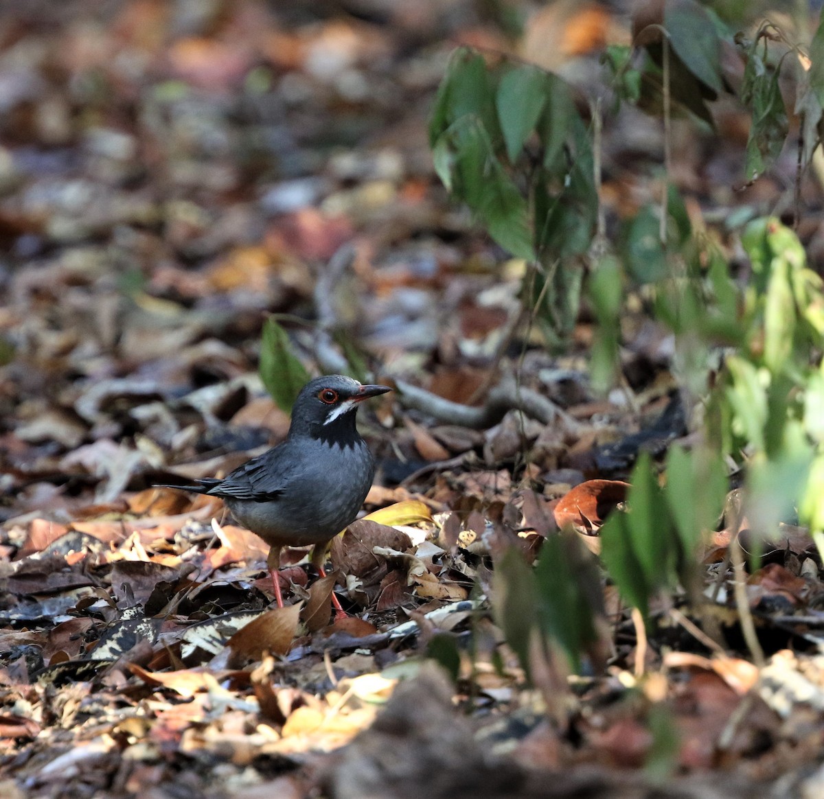 Red-legged Thrush - ML199167601