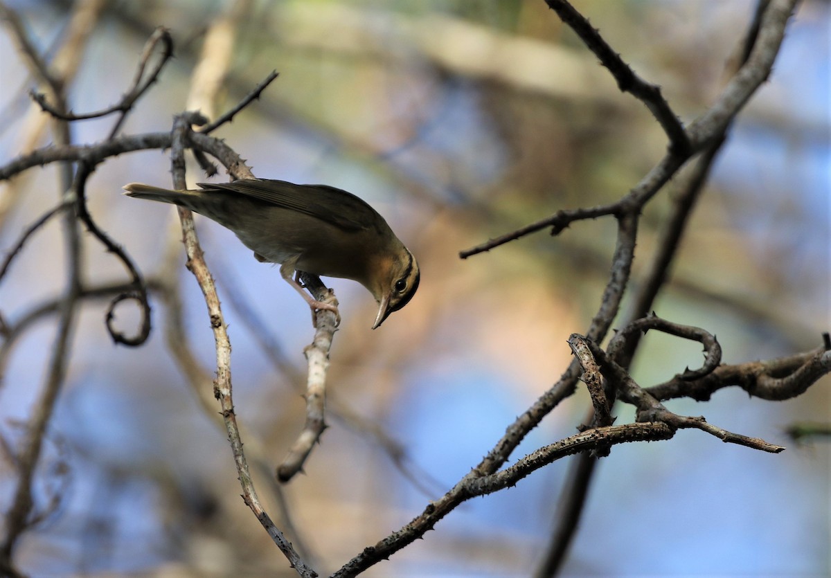 Worm-eating Warbler - ML199168211