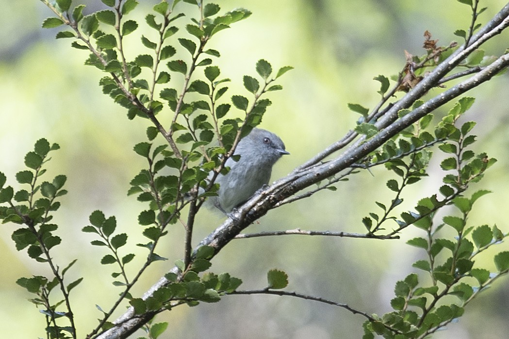 Gray Gerygone - Michael Fuhrer