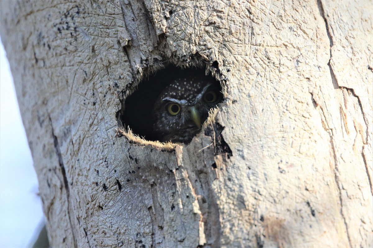 Cuban Pygmy-Owl - ML199168901