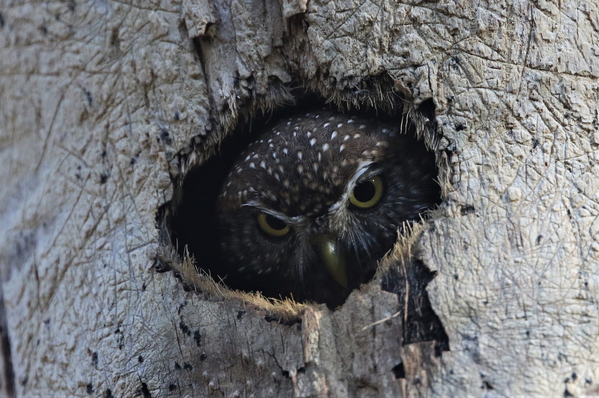 Cuban Pygmy-Owl - ML199169191