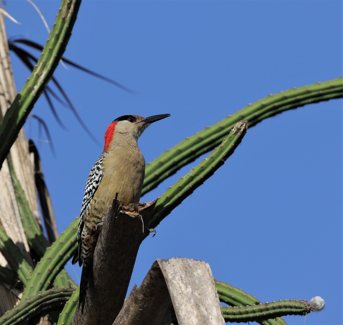 West Indian Woodpecker - Per Smith