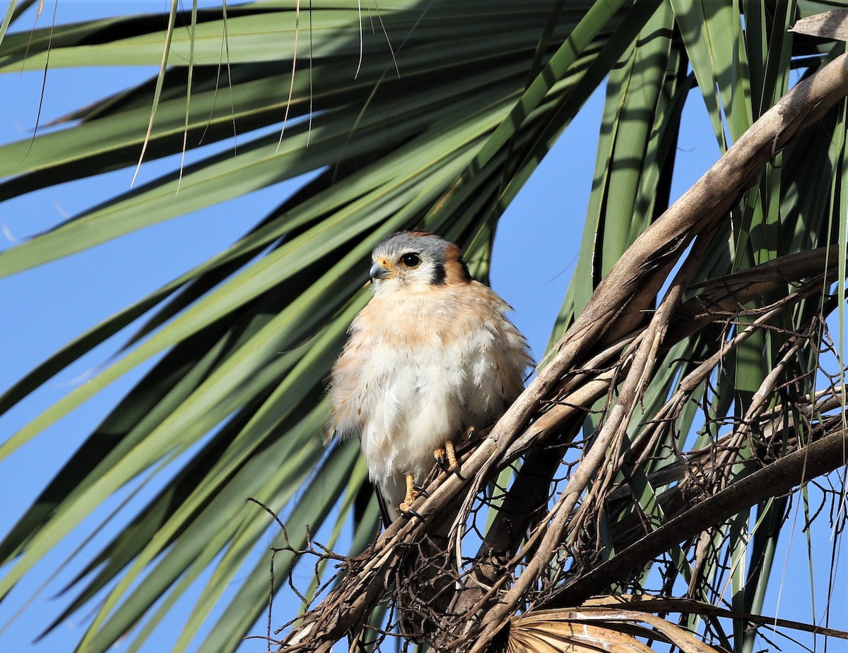 American Kestrel (Cuban) - ML199170551