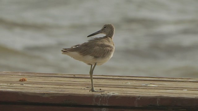 Willet - ML199170721