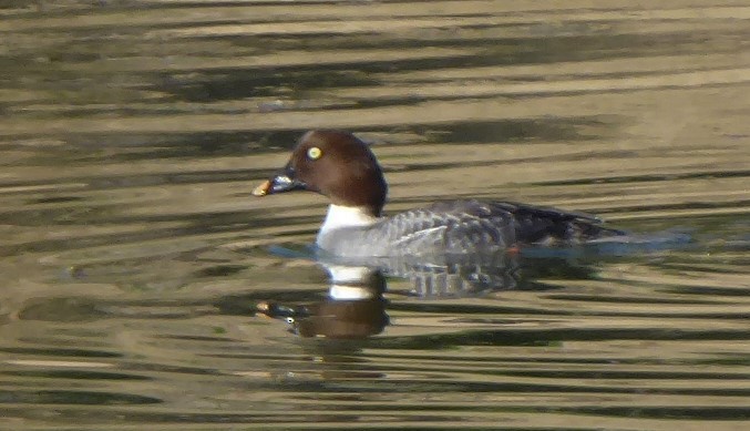 Common Goldeneye - ML199170871
