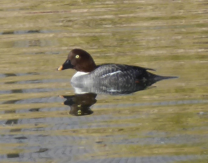 Common Goldeneye - ML199170881