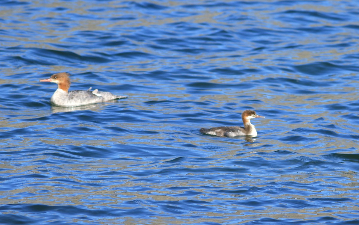 Common Merganser (North American) - ML199171251